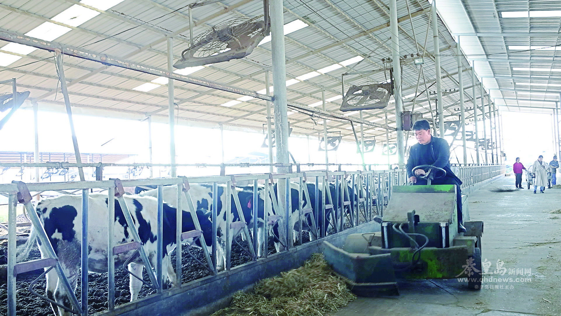 郭宇正在為奶牛投喂飼料。 通訊員 李碧琦 攝