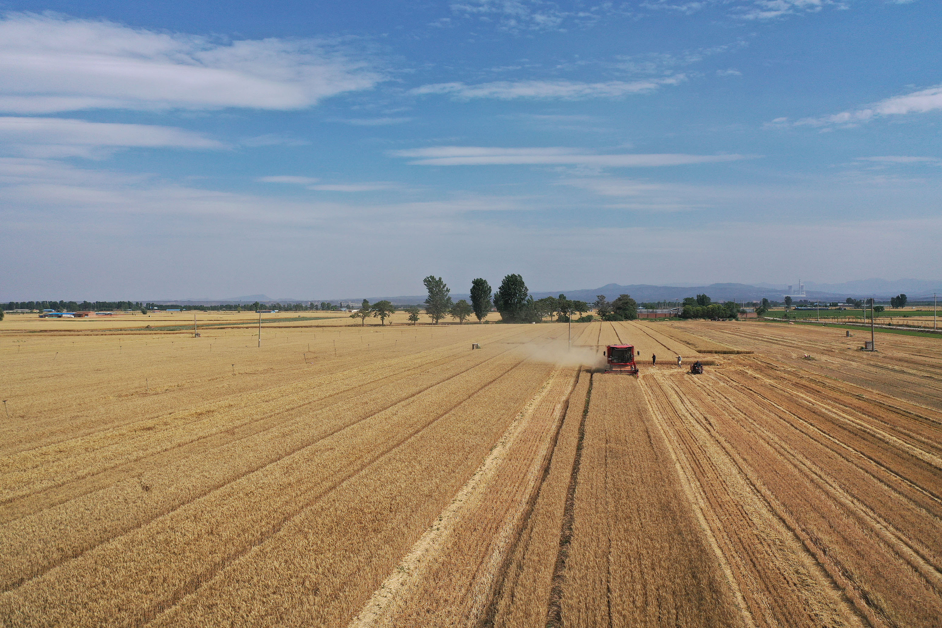 2025年6月3日，河南焦作，溫縣黃河街道灘王莊村農(nóng)民駕駛收割機(jī)收獲小麥。