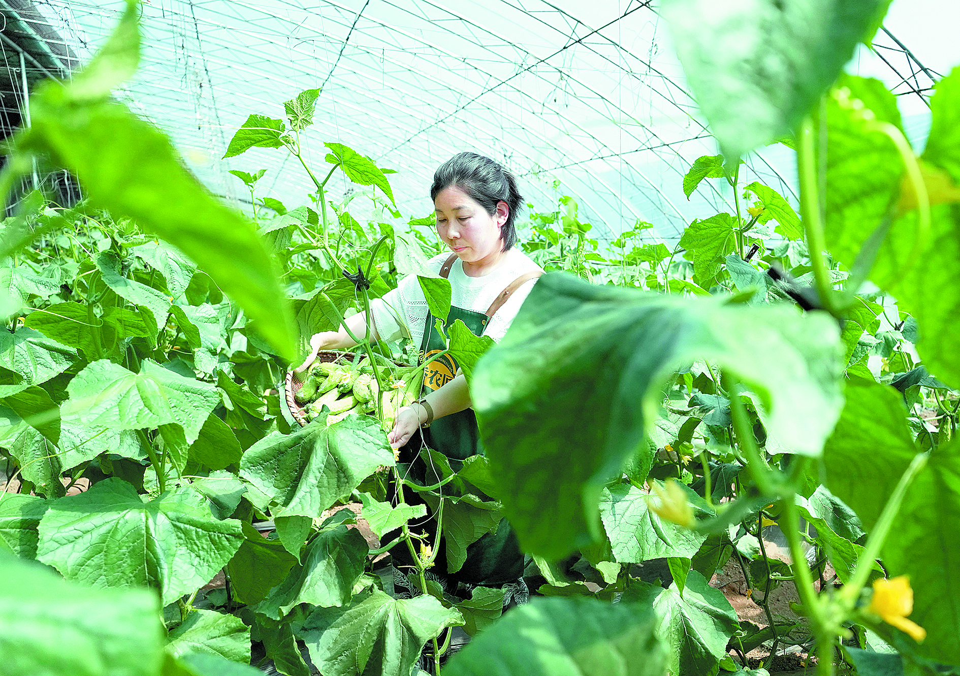 特色無(wú)公害蔬菜種植促農(nóng)增收