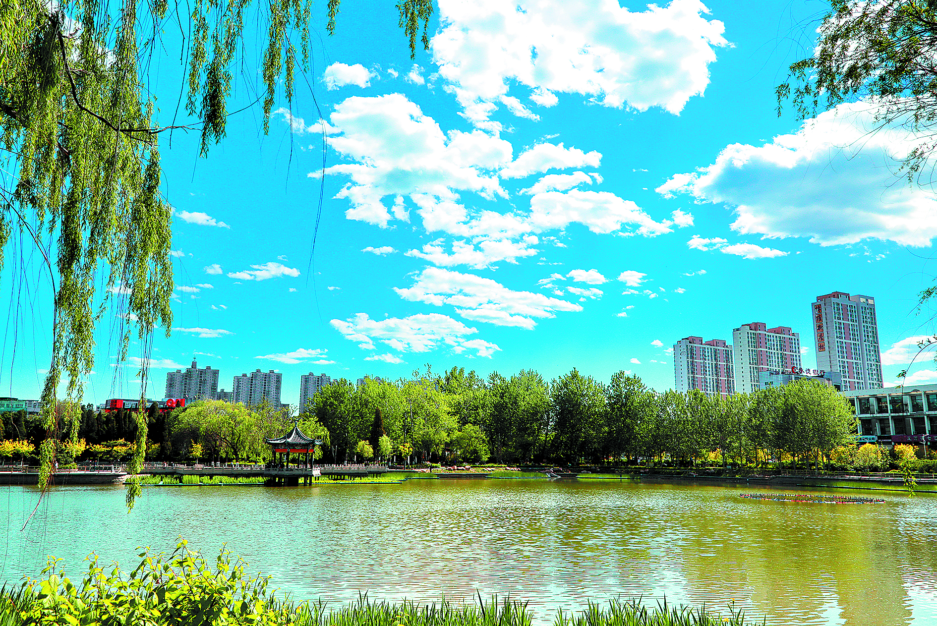 【看大美秦皇島】<br/><div>晴湖翠柳 麗景凝芳</div>